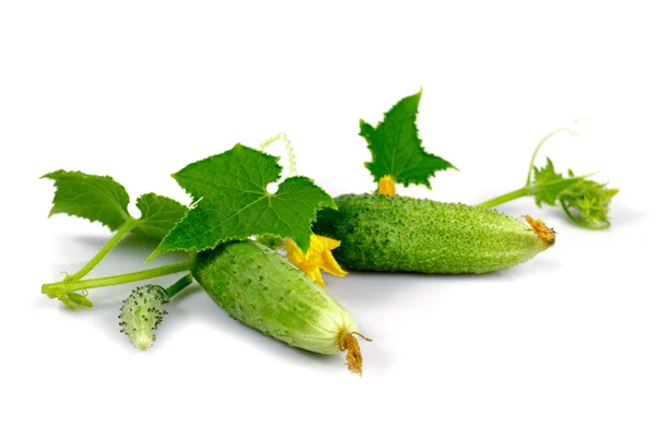 Cucumber with leaf — Stock Photo, Image