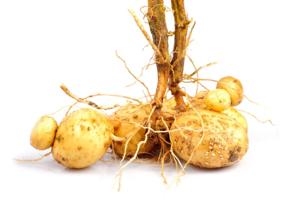 Patata con raíz — Foto de Stock