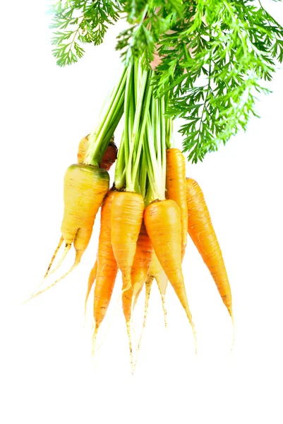 Zanahoria aislada —  Fotos de Stock