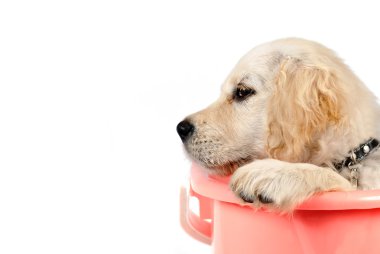 Golden retriever in basket clipart