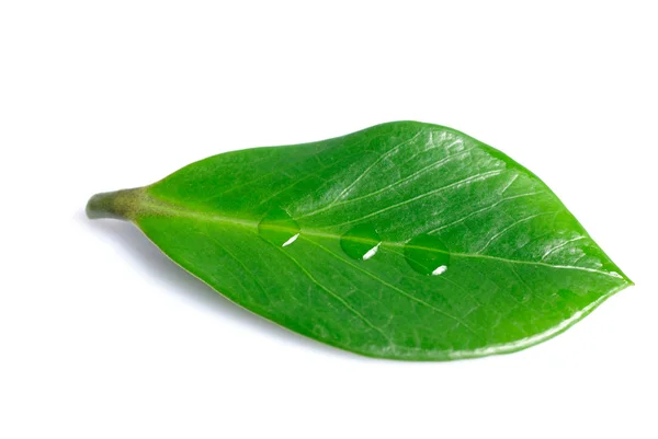 Groen blad geïsoleerd — Stockfoto