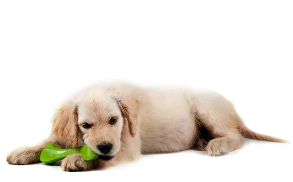 Golden retriever puppy isolated — Stock Photo, Image