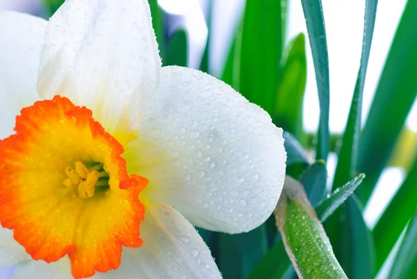 Narcissuses z kropelek — Zdjęcie stockowe