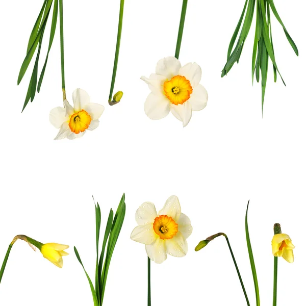 Narcissusesna — Stockfoto