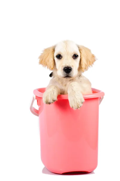存储桶中的金毛猎犬 — 图库照片