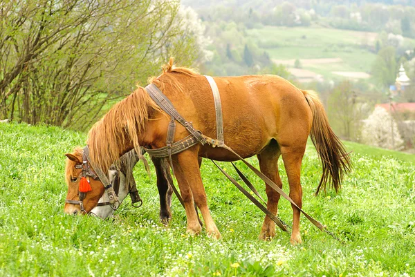 Dos caballos están pastando — Foto de Stock