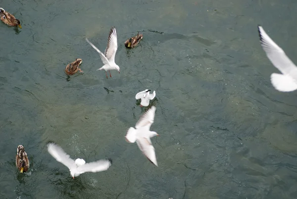 Aves en el río — Foto de Stock