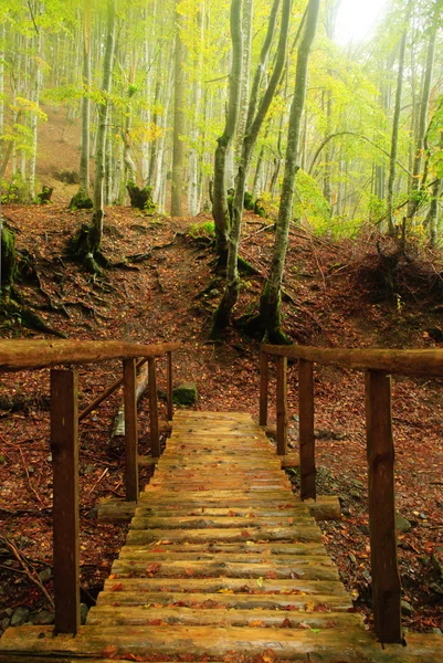 Puente de madera en bosque otoñal —  Fotos de Stock
