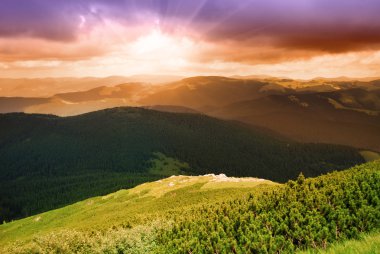 mountainssunset, çam ormanı