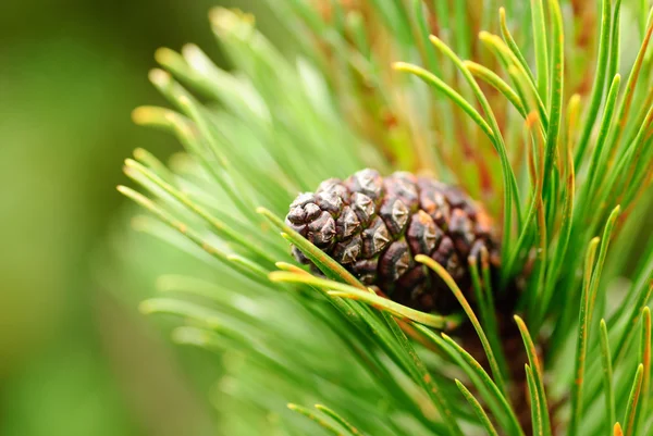 Cones on pine — Stock Photo, Image