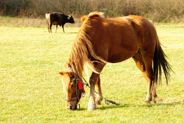 牧场上的马 — 图库照片