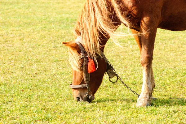 Stock image Horse on pasture