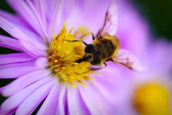 Pszczoła na michaelmas stokrotka — Zdjęcie stockowe