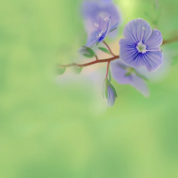 Louka modrými květy — Stock fotografie