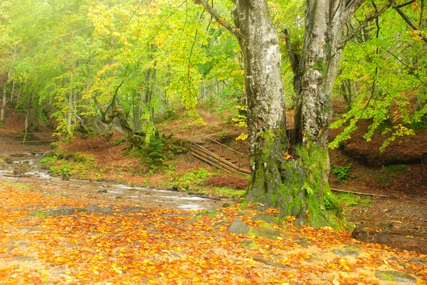 stock image Mountain river