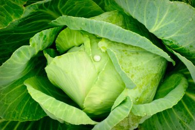 Cabbage close up clipart