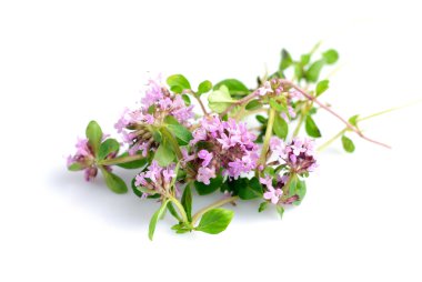 Thyme isolated clipart
