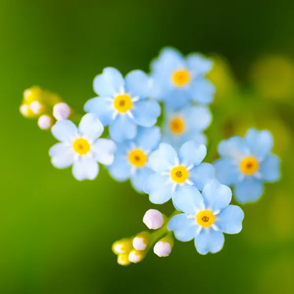 Meadow blue flowers — Stock Photo, Image