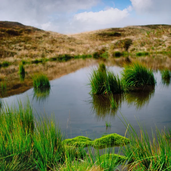 Bog in mountains — Stock Photo, Image