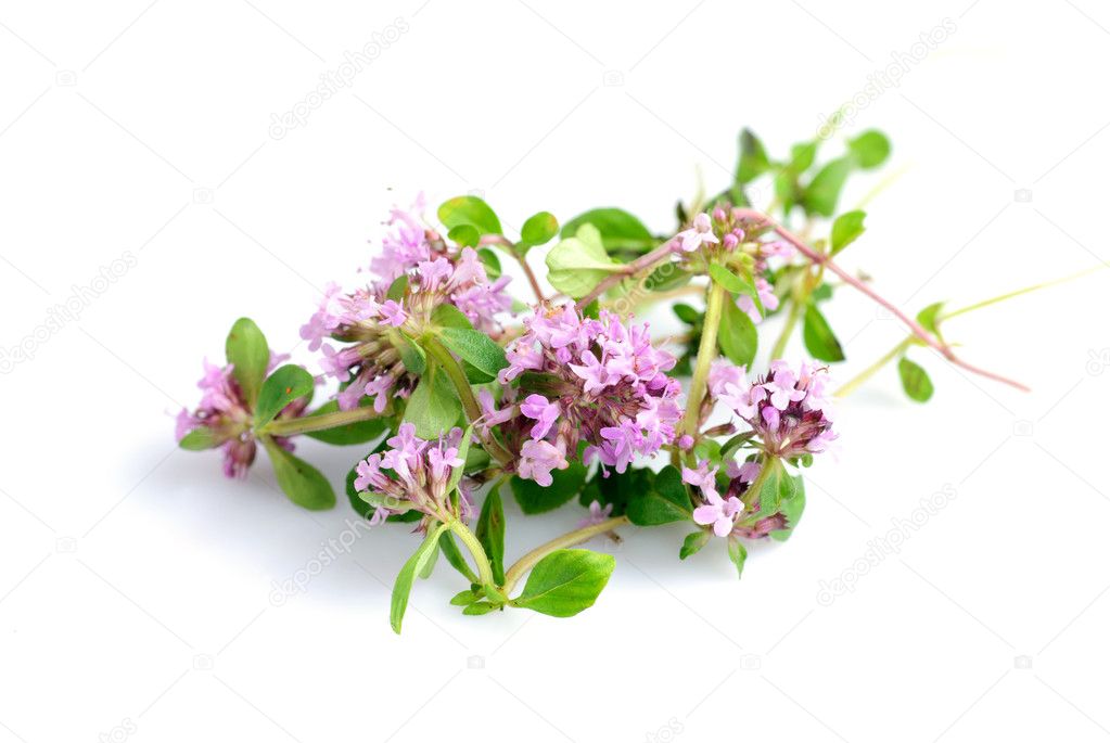 Thyme isolated