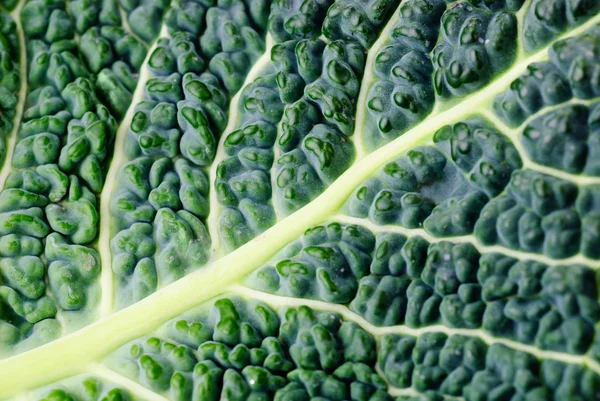 Cabbage leaf texture — Stock Photo, Image