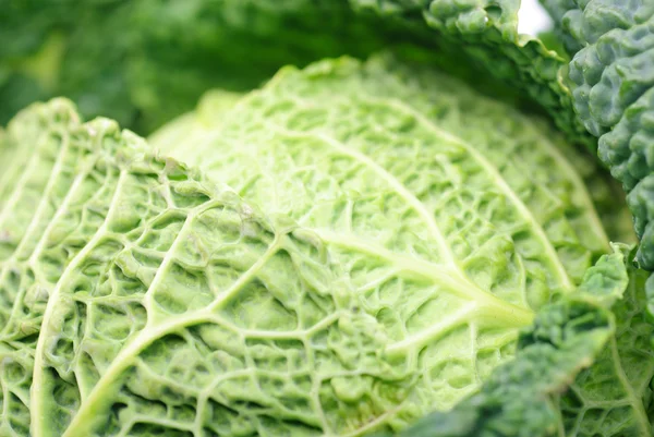 Cabbage isoalated — Stock Photo, Image