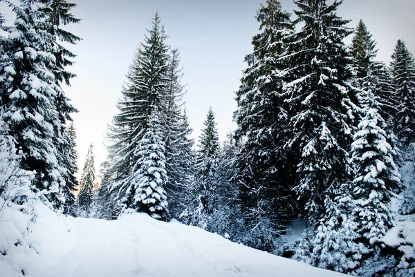 Bosque Abetos Invierno Con Árboles Cubiertos Nieve Sendero —  Fotos de Stock