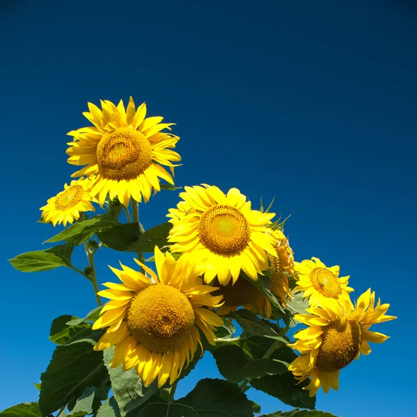 Sunflwer on sky — Stock Photo, Image