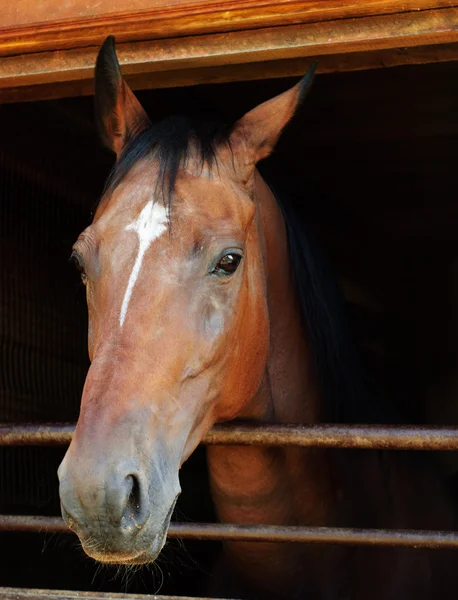 stock image Horse looking out of a stall