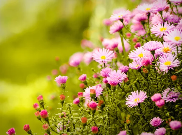 Fleurs Marguerite Lilas Sur Fond Naturel Vert Déconcentré Par Temps — Photo