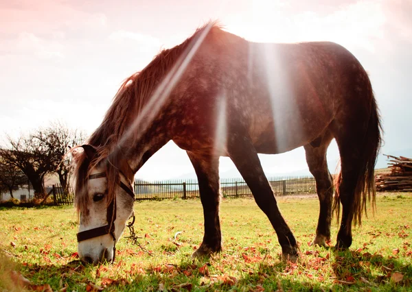 Koně na pastvině v večer záře — Stock fotografie