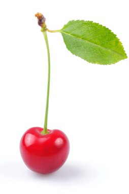 Cherry ile yaprak yeşil