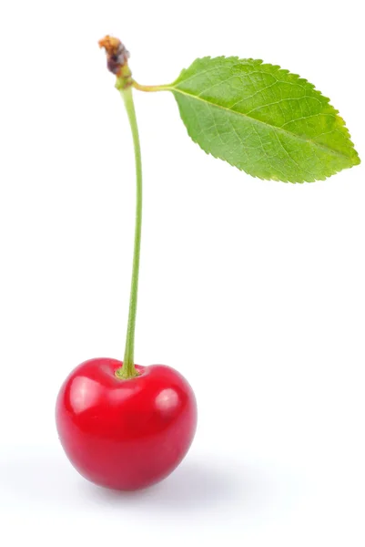 Cherry with green leaf — Stock Photo, Image