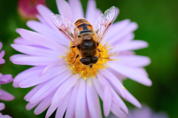 Bee Sur Michaelmas Daisy Gros Plan Capitule Profondeur Champ Peu — Photo