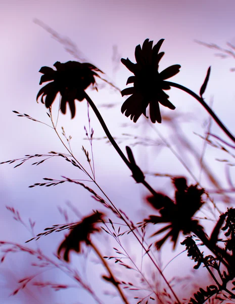 Wildflowers Siluett Kvällen Efter Solnedgången Selektiv Inriktning Lila Toner — Stockfoto