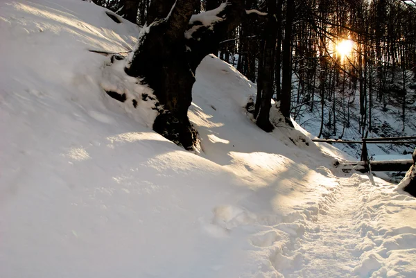 Rayos solares de invierno en el bosque —  Fotos de Stock
