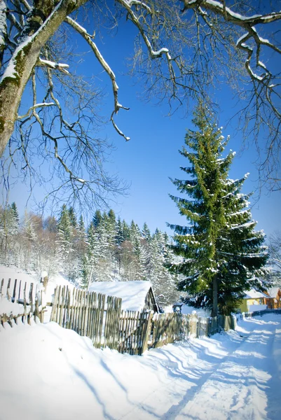 Winter house in fir-tree forest — Stock Photo, Image
