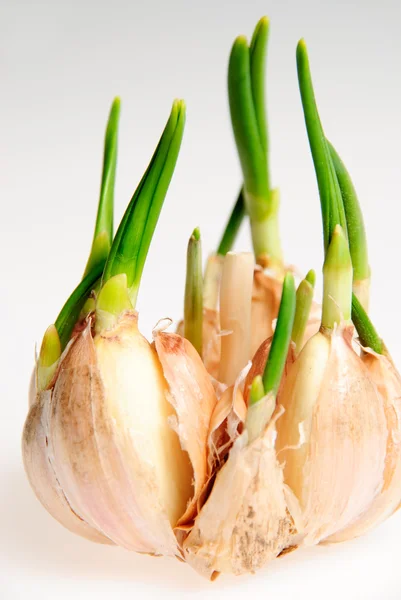 Germinate Garlic Peel White Background — Stock Photo, Image