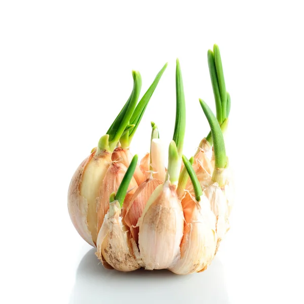 Germinate garlic — Stock Photo, Image