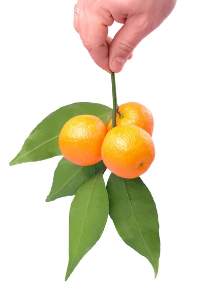 Branch of tangerines — Stock Photo, Image