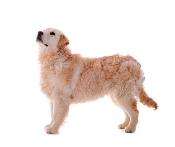 Golden retriever pup geïsoleerd — Stockfoto