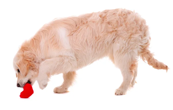 玩着红色的心 在白色背景上孤立的金毛小狗 — 图库照片