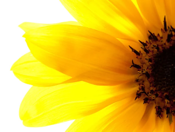 Sunflower Part Close Isolated White — Stock Photo, Image