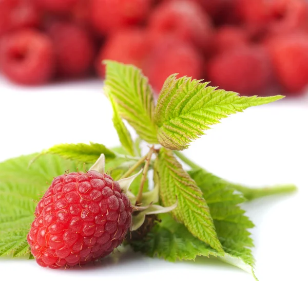 Raspberries Green Leafs Fruit Background — Stock Photo, Image