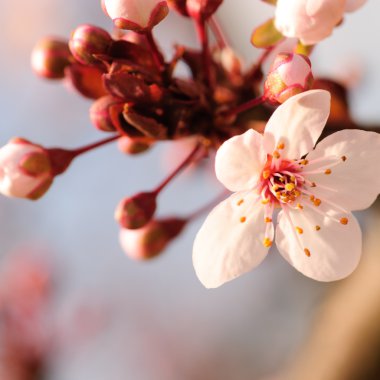 Asian plum blossom macro clipart