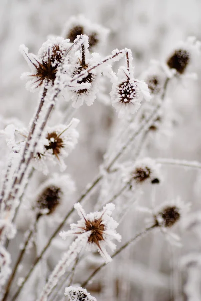 霜にバール — ストック写真