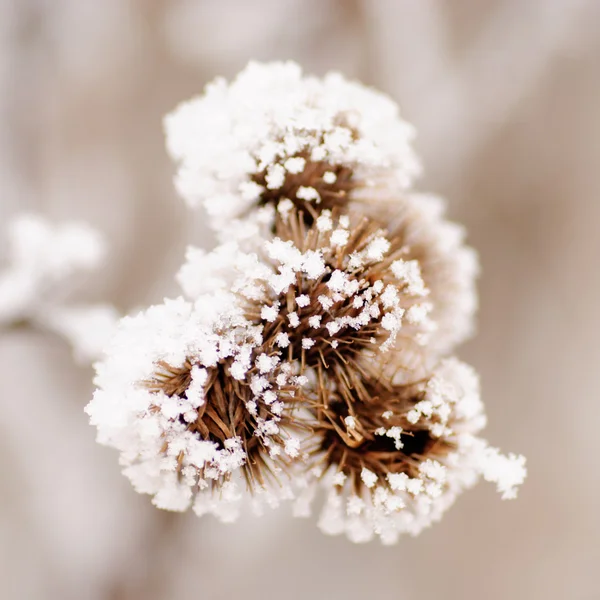 stock image Bur on the frost