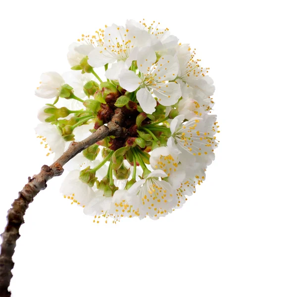 Třešňový květ, samostatný — Stock fotografie