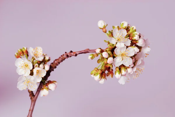 Izole kiraz çiçeği — Stok fotoğraf