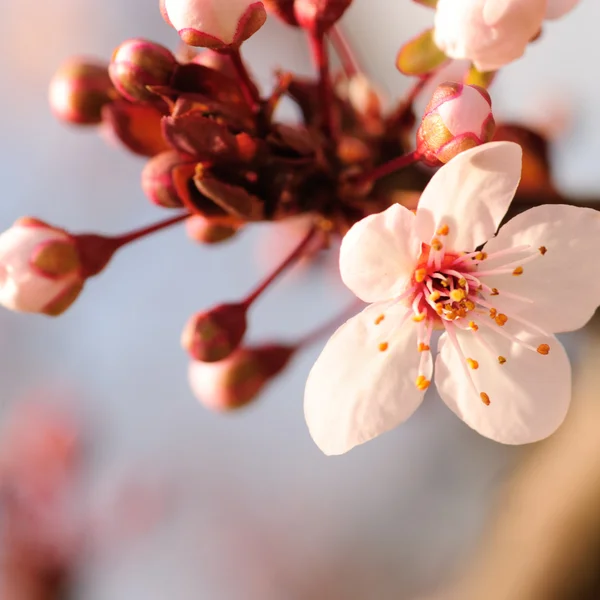 Ciruela asiática flor macro — Foto de Stock